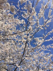cherry blossom in winter