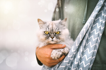 Beautiful grey cat sitting in shoulder cat bag carrier in owner arms outdoors