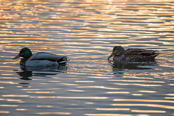 two ducks in the lake on sunset