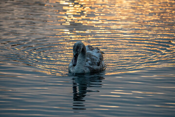 swan swimming in the water at sunset