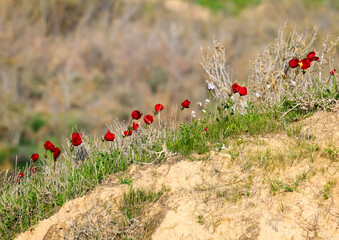 Fototapeta premium Blooming wild anemone (lat.- A. coronaria) in the meadow