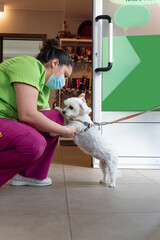 white breedless dog entering veterinary clinic. woman playing with a dog. pet healthcare