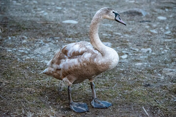 swan on the beach