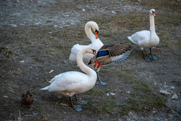 swans and ducks