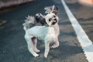 路上でダンスをする可愛い犬