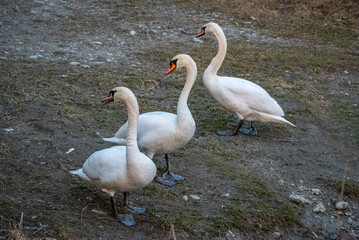 swans