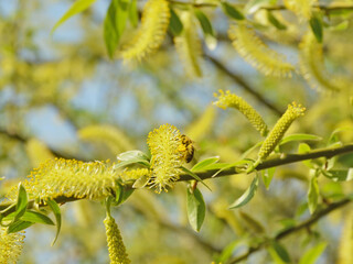 Yellow spring bloom background. A honey bee on a willow catkin with full pollen baskets on legs