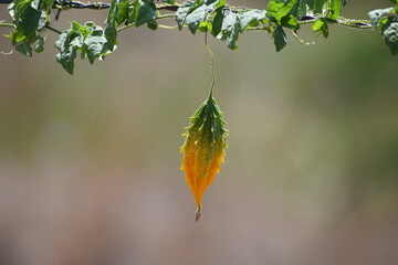 melão de são caetano
