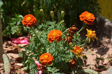 flores no jardim
