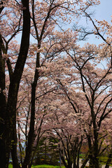 満開の桜