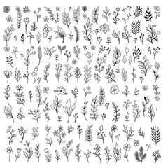 Vector branches and leaves. Hand drawn floral elements. Vintage botanical illustrations. Doodle nature ornaments.