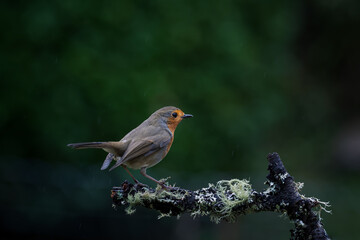 robin perched on a branch in rainy weather
