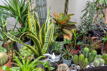 Lots of plants, cacti, croton petra, sansevieria, olive trees and decorative pieces on an urban penthouse terrace