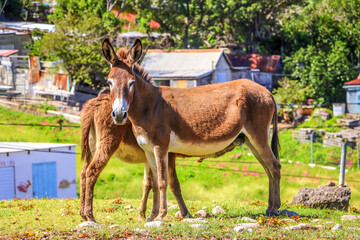 Obraz premium Nevis of St. Kitts & Nevis, Caribbean