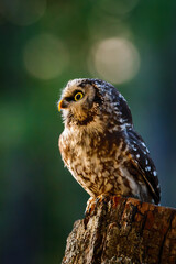 Owl at sunrise. Boreal owl, Aegolius funereus, perched on decayed trunk. Typical small owl with big yellow eyes in first morning sun rays. Known as Tengmalm's owl. Habitat Europe, Asia, N. America.