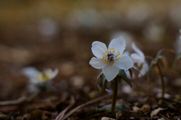 早春の木陰でセツブンソウの小さくて可憐な花が咲く