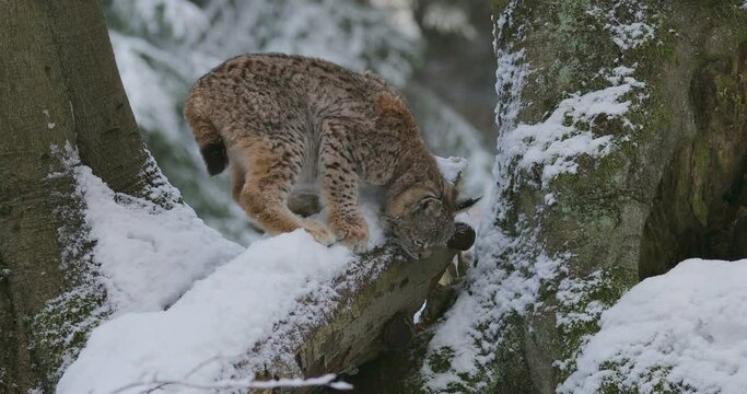 Lynx cub in winter. Young Eurasian lynx, Lynx lynx, plays in snowy beech forest. Beautiful wild cat in nature. Animal with spotted orange fur. Beast of prey in frosty day. Habitat Europe, Asia.