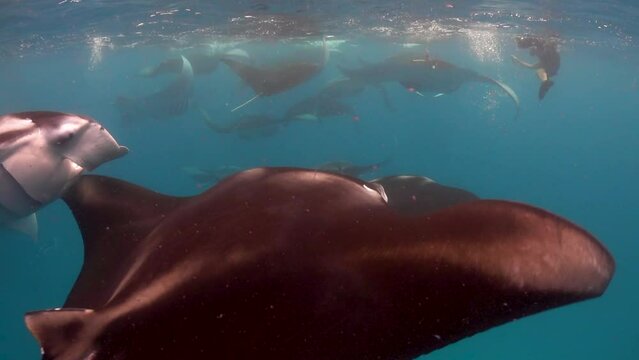 Underwater view of Large school of manta ray swimming close to surface