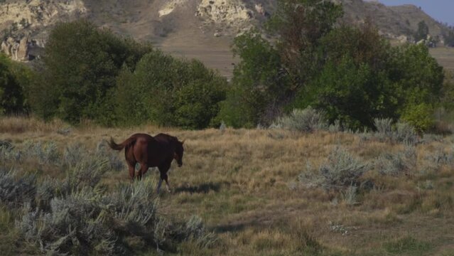 Follow shot of a horse in Eastern Montana walking (L to R) through a field flicking his tail and ears. Mountain, trees, and bushes in view. Slow motion. Filmed at 60fps in 1080 HD on a Sony a7sii.