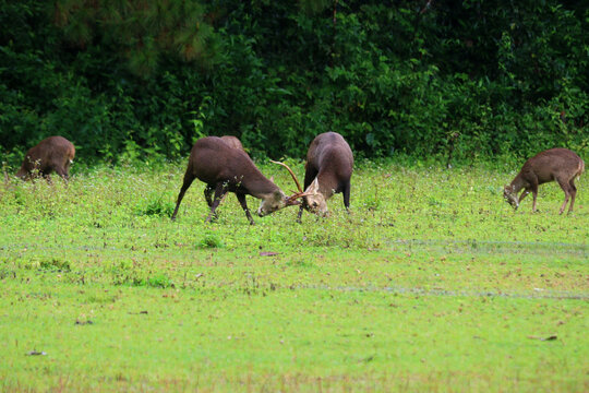 muntiacus muntjak fighting during rutting season