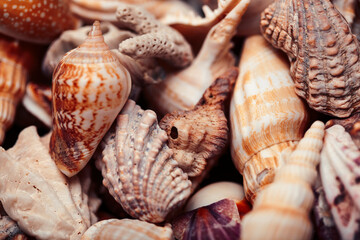 a lot of different empty sea shells, natural background, macro details