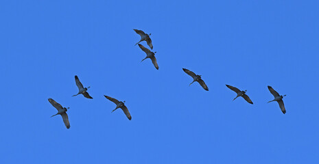 Sandhill Cranes in Flight at Paynes Creek, California