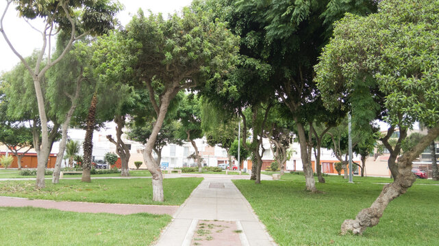 trees in the park