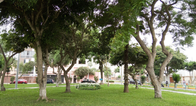 people in a park