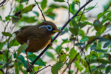 Chinese Hwamei perching on the tree branch.