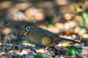 Chinese Hwamei holding an acorn in its beak.
