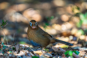Chinese Hwamei holding an acorn in its beak.