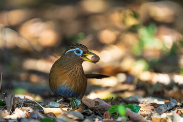 Chinese Hwamei holding an acorn in its beak.