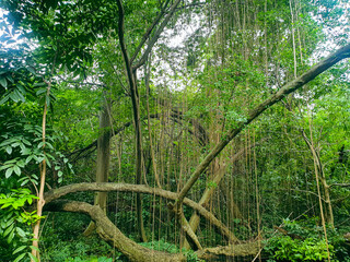 banyan tree in forest