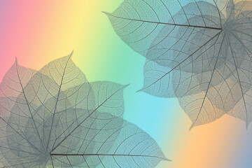 Top view of the leaf. Colorful skeleton leaf leaves with a transparent shape .abstract leaves from nature with a beautiful background in  rainbow color for text and advertising.