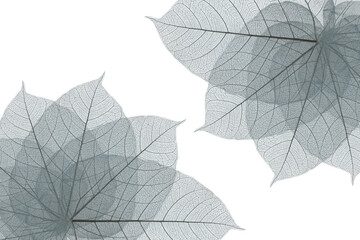 Naklejka na ściany i meble Top view of the leaf. skeleton leaf leaves with a transparent shape .abstract leaves from nature with a beautiful on a white background for text and advertising.