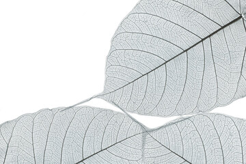 Top view of the leaf.  skeleton leaf leaves with a transparent shape .abstract leaves from nature with a beautiful on a white background for text and advertising.
