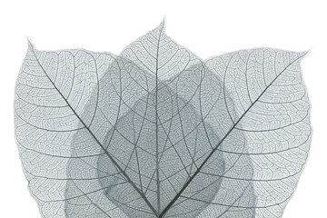 Top view of the leaf.  skeleton leaf leaves with a transparent shape .abstract leaves from nature with a beautiful on a white background for text and advertising.