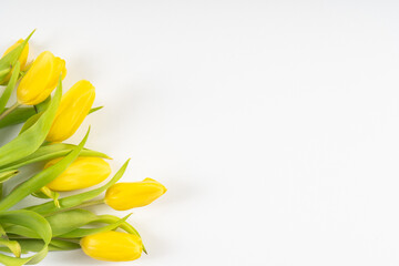 layout of yellow tulips on a white background with copy space