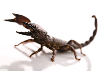Black scorpion in close-up on a white background. Soft light 