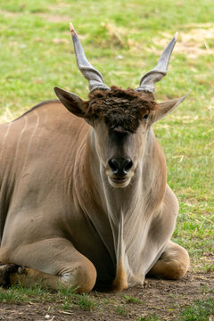 ANIMAL DE CUERNOS