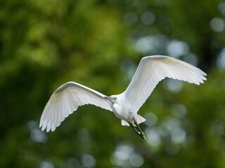 新緑バックに悠然と飛ぶコサギ