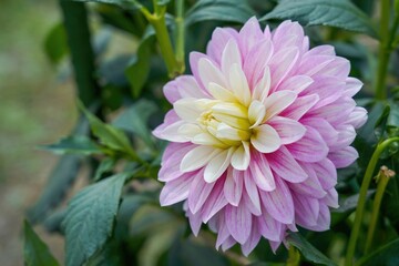 Fototapeta premium 満開の淡いピンクのダリアの花