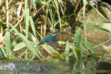 小魚を取り損ねたカワセミ幼鳥オスのダイナミックな離水シーン
