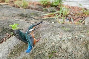 カワセミ幼鳥オスの着地直前の飛翔シーン