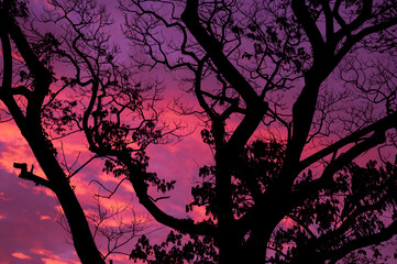 Silhouette trees background, forest © waranyu