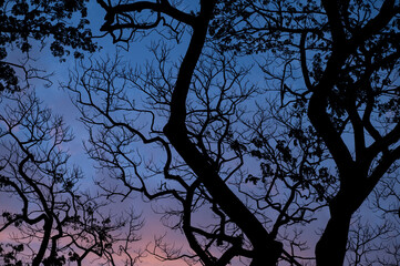 Silhouette trees background, forest