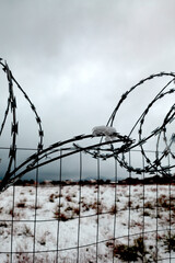 barbed wire fence