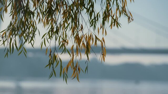 Colorful weeping willow standing on bridge background. Branches hang over lake.
