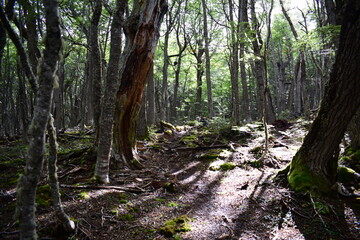 Landscape Lake Mountain Forest River Sky View Travel Ushuaia Tierra del Fuego Argentina End of the world 