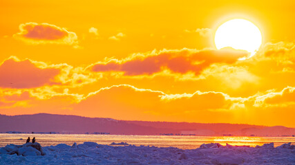 流氷の上のオオワシ　日の出に染まる空と海 © Yuuki Kobayashi